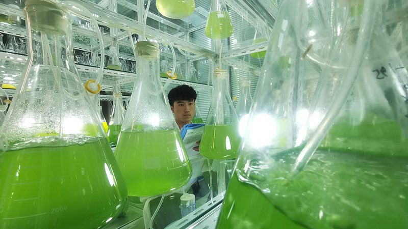 张江CDMO公司：揭秘医药研发背后的力量**