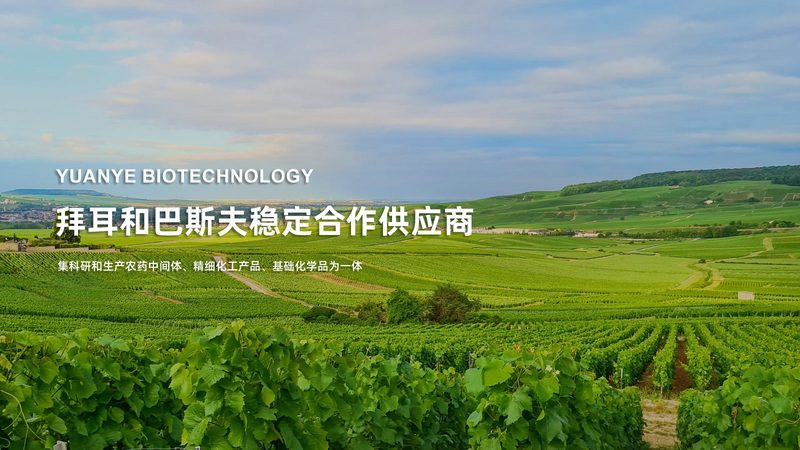重组抗体：揭秘上海生产服务的关键要素**